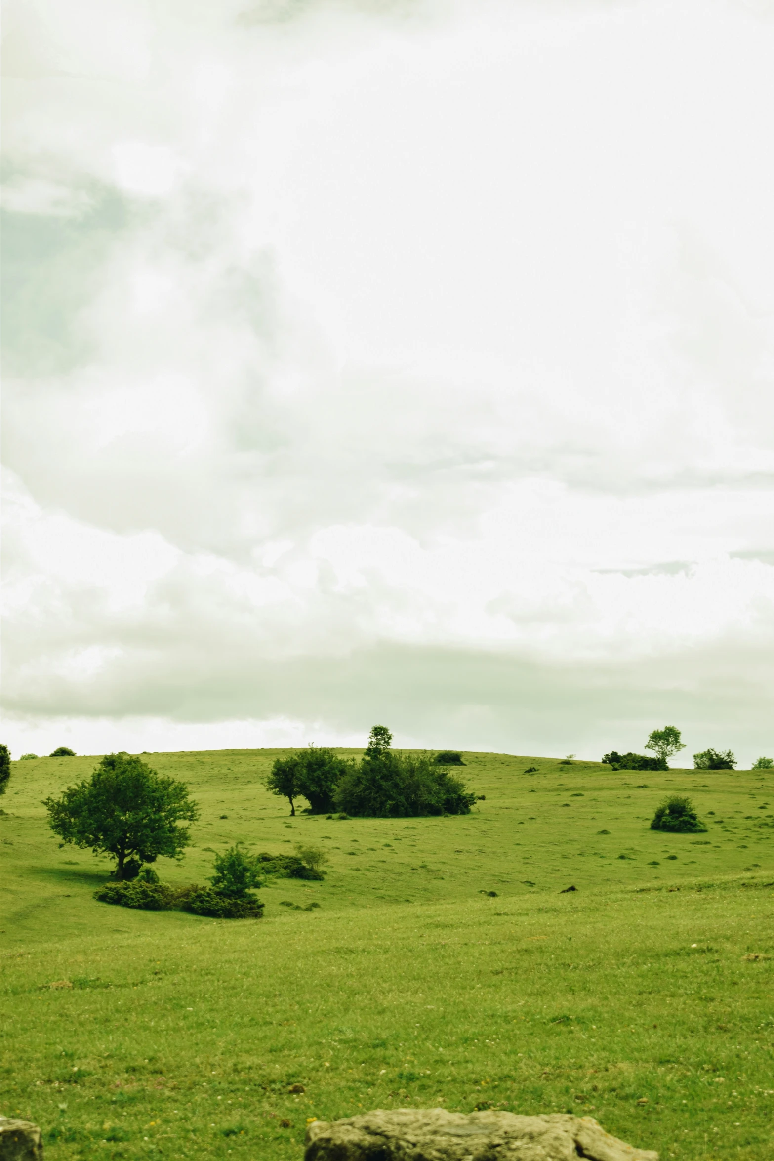 two giraffes in a field looking across the grass