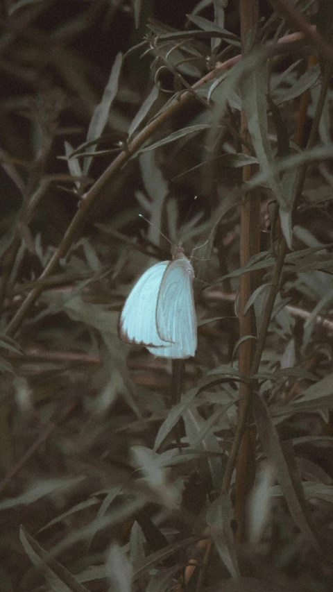 a small blue erfly on a tree nch