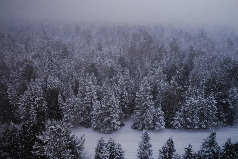 snow covers the tops and sides of a snowy forest