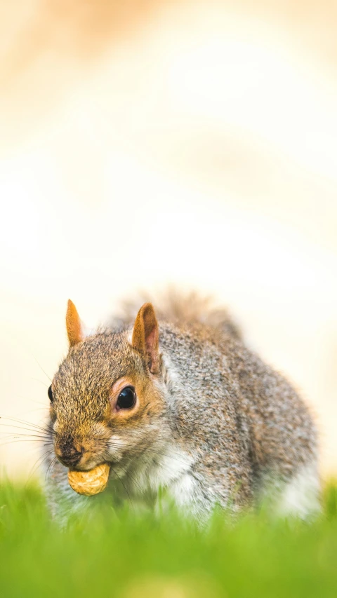 a small squirrel with a peanut in its mouth