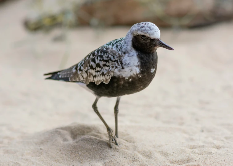 small bird on sandy area during daytime, looking for food