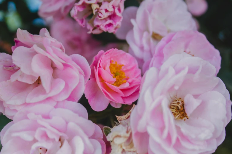 some pink flowers with yellow centers in a garden