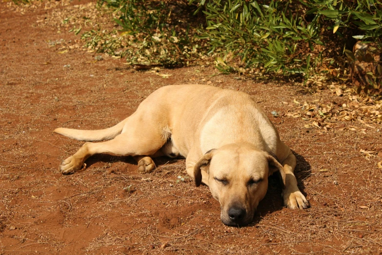 a dog with its head propped up lying in the dirt