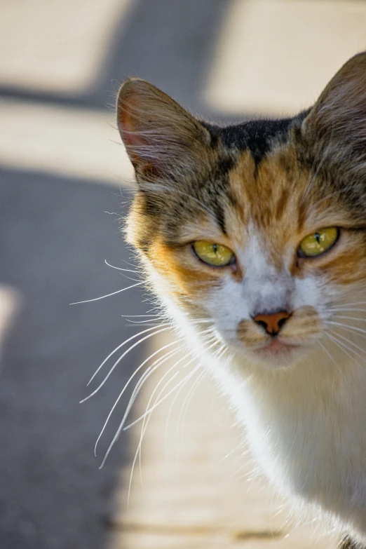 a cat that is looking at the camera