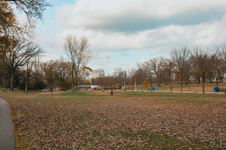 an empty grassy field that appears to be full of leaves