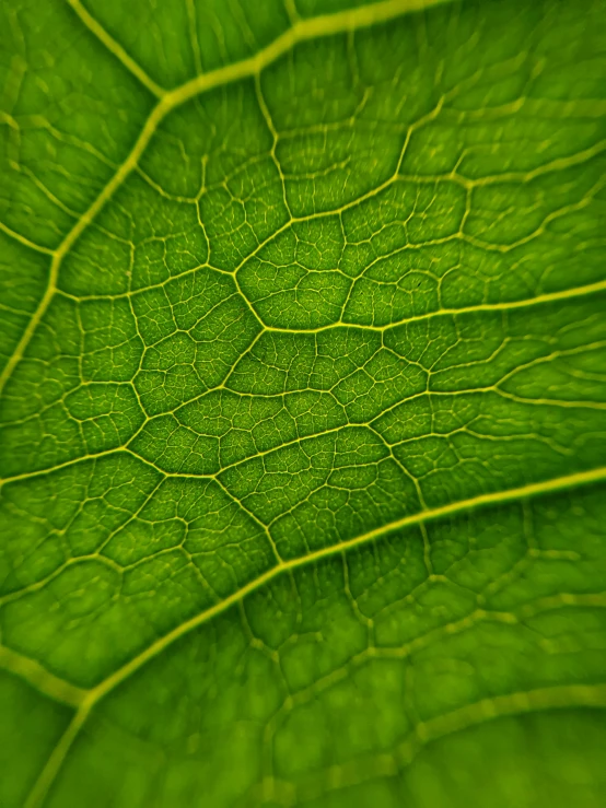 a close up view of a green leaf