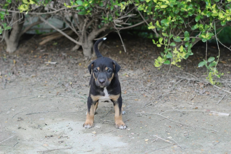 a black and brown puppy standing on dirt