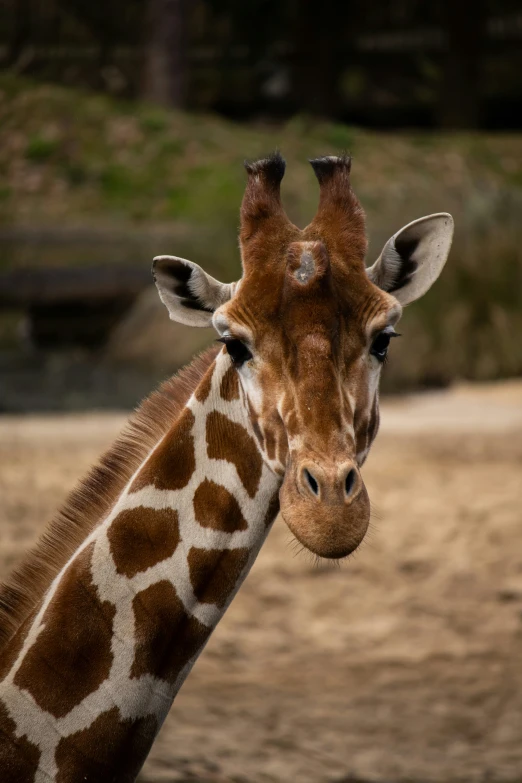 the giraffes face has long ears and large snout