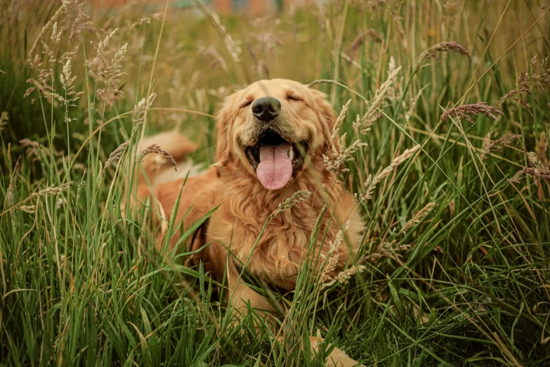 a dog laying down in some tall grass with its tongue out