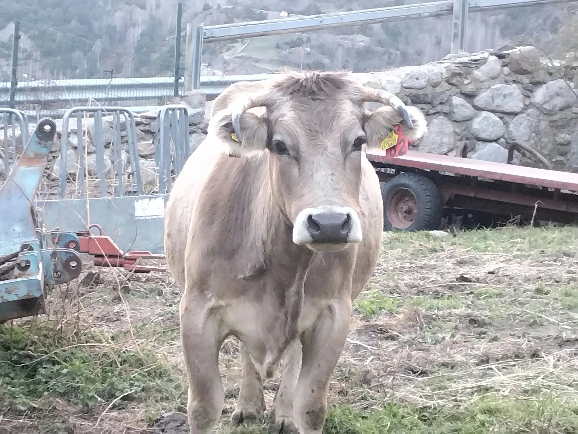 a cow is standing in the grass near some logs