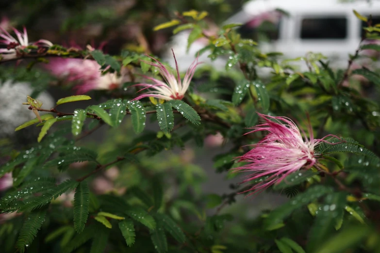 some pink flowers with green leaves and a truck in the background