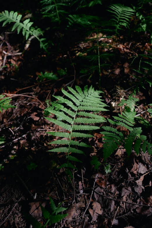 a fern that is sitting in the dirt