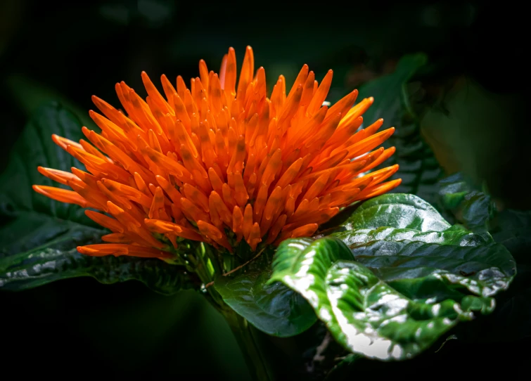 an orange flower with leaves and sun shining on it