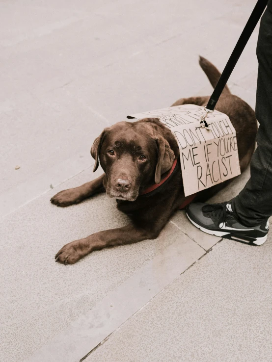 a brown dog wearing a sign that says stop