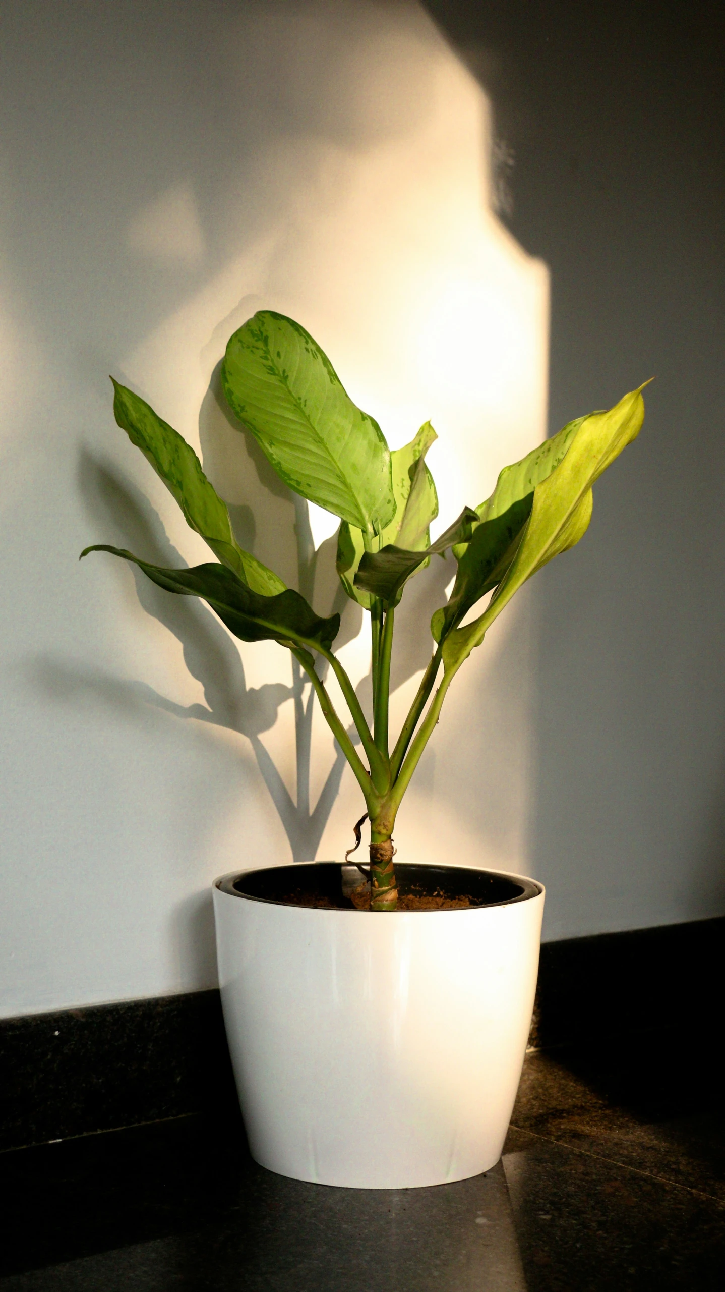 a white pot holding a plant with a green leaf