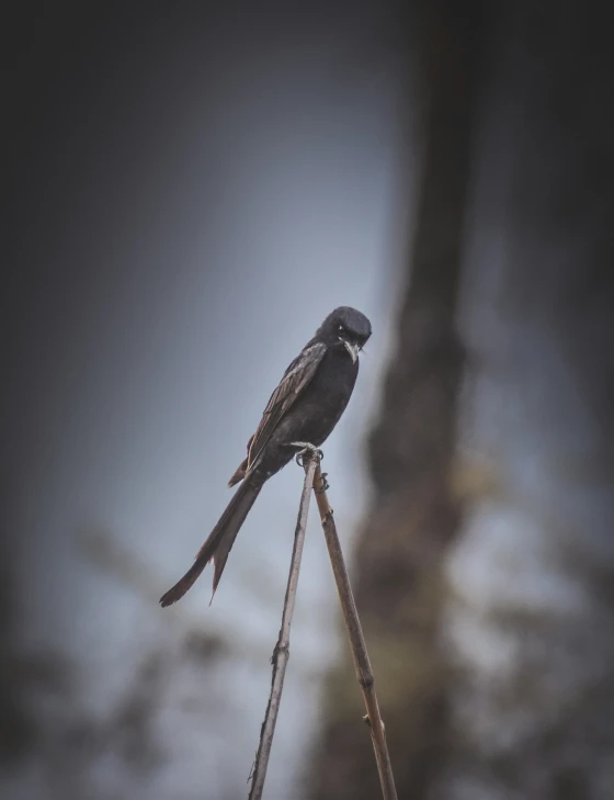a bird is perched on a limb in the middle of winter