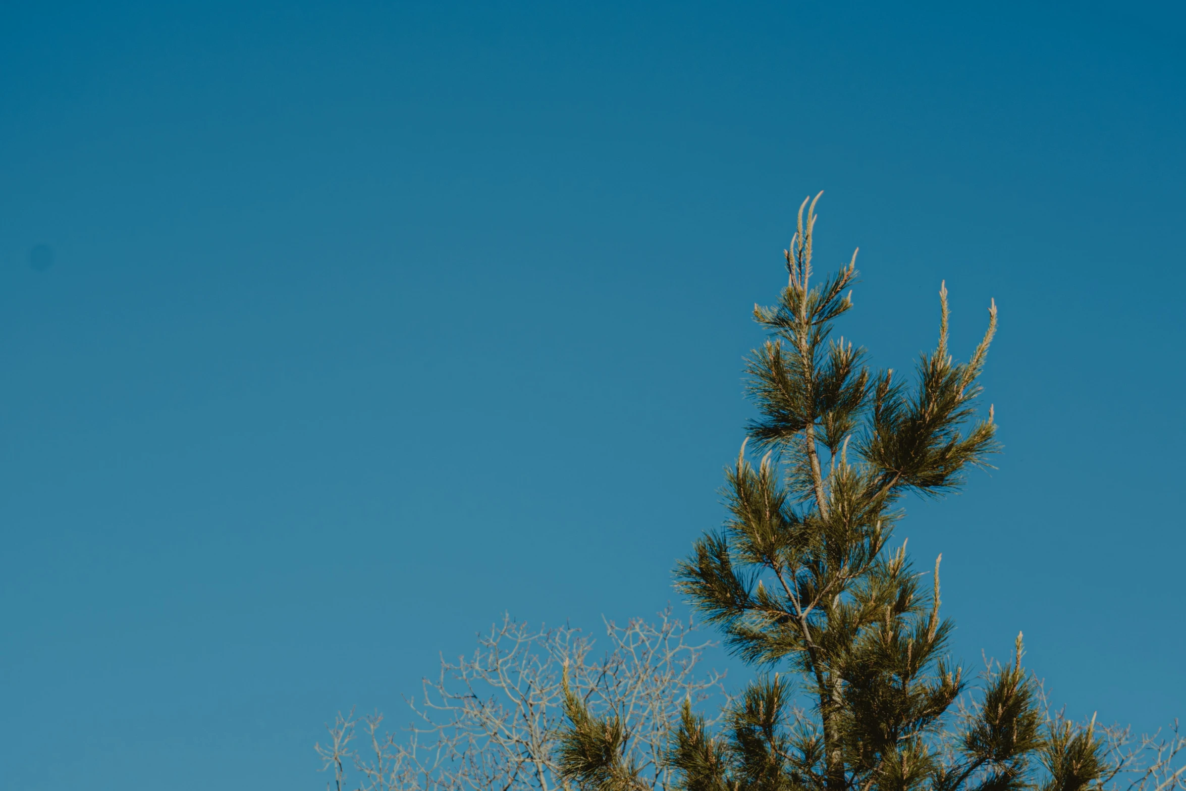 trees without leaves stand tall in the background