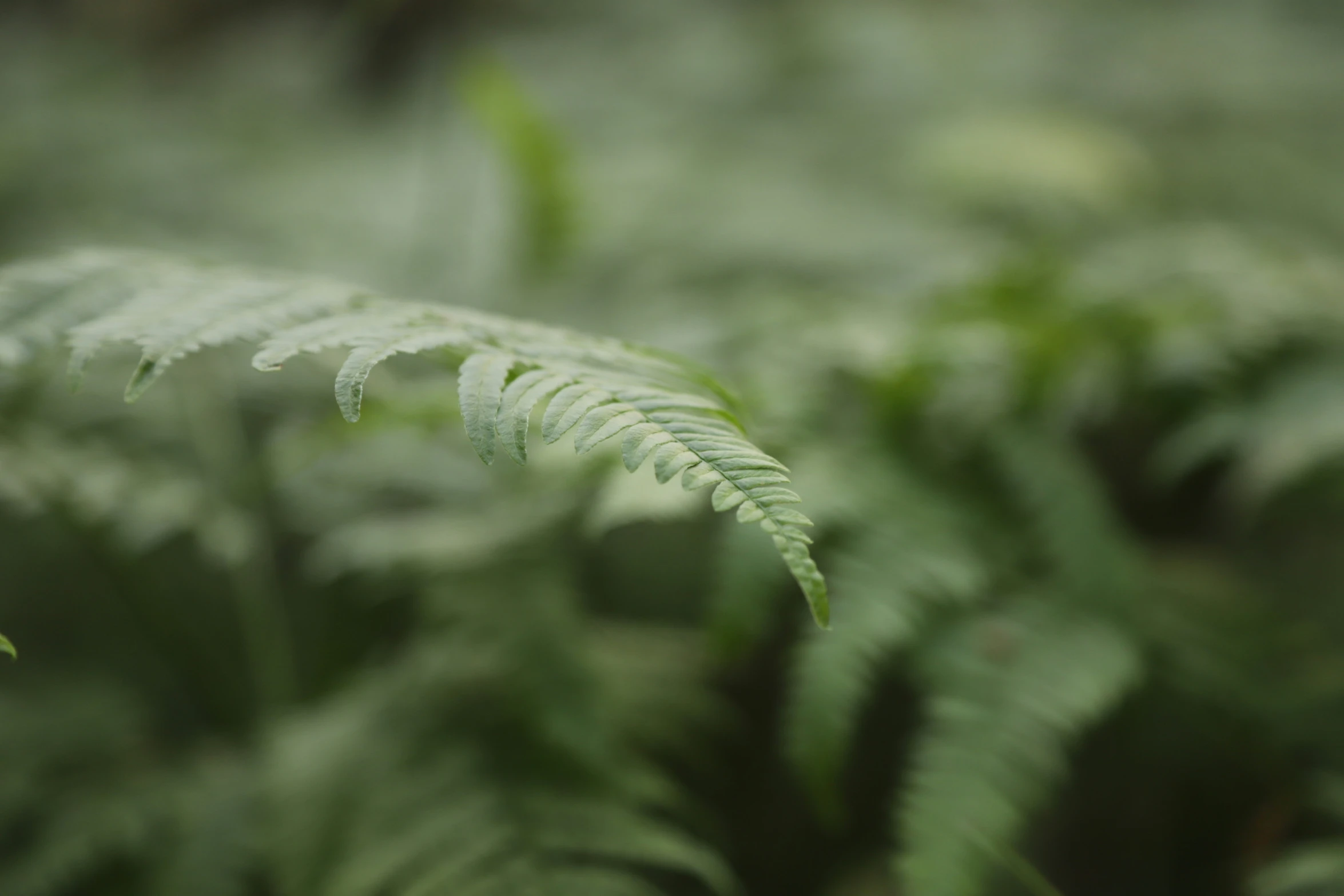 close up of an evergreen leaf in a wooded area