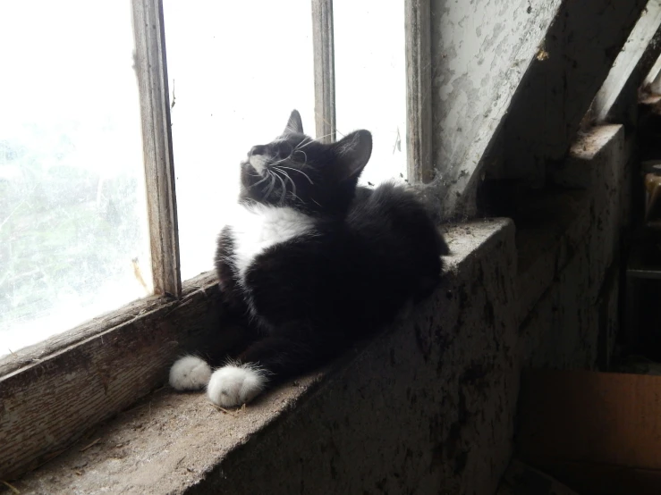 a cat looks out of a window in an abandoned home