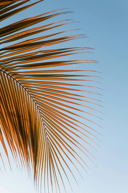 looking up at palm leaf against a clear blue sky