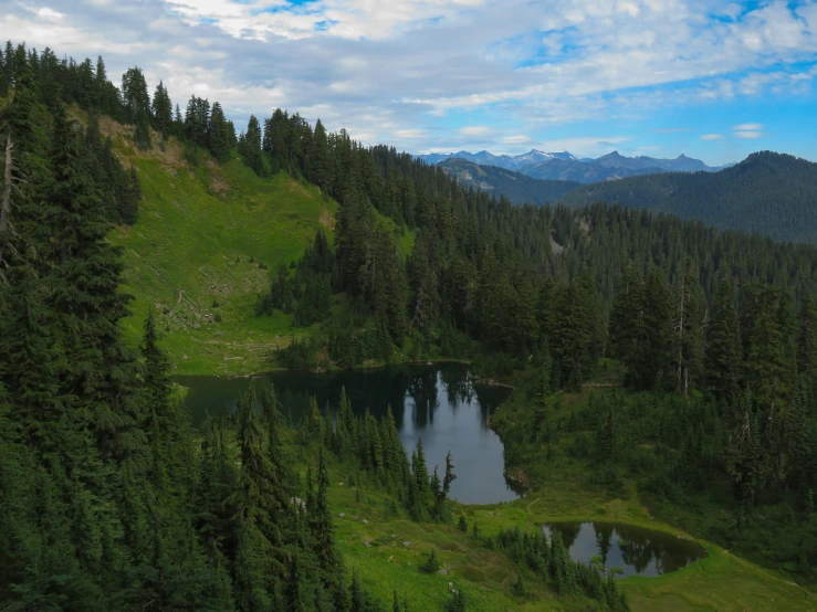 a lush green forest sitting under a blue cloudy sky