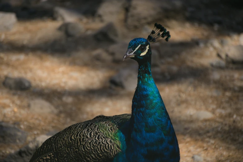 a bird with a blue, black and yellow feathers standing on grass