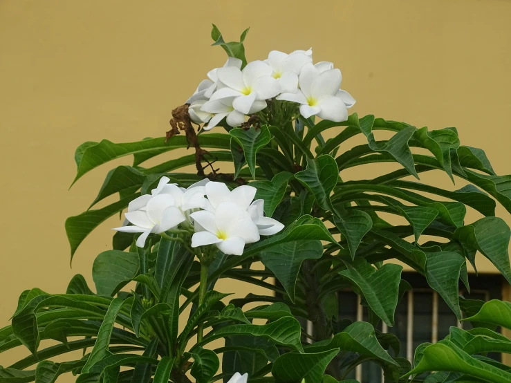 white flowers in a vase outside a building