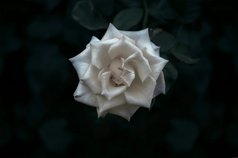 white rose is floating in the dark on a stem