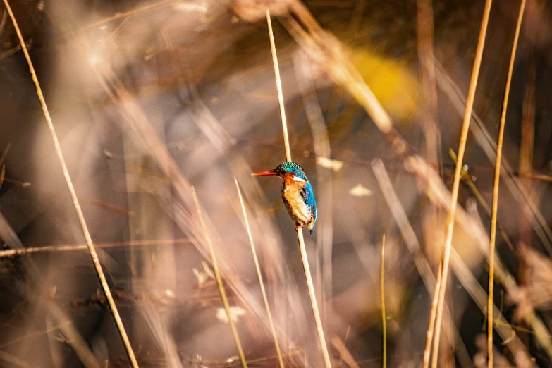 a picture of a small bird that is sitting on the grass