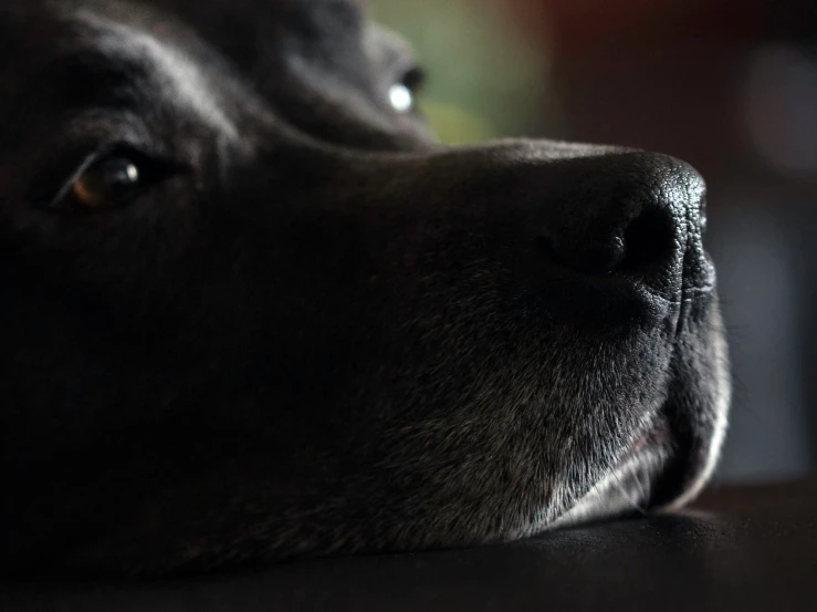 the head of a large dog with its head resting on a table