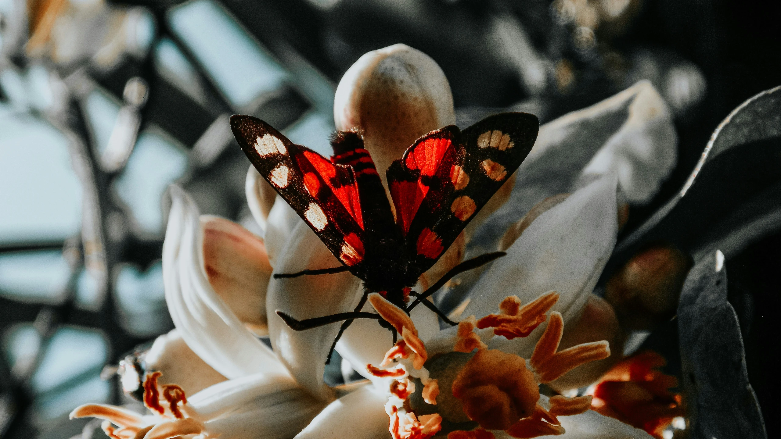 a pair of erflies are sitting on a blossom