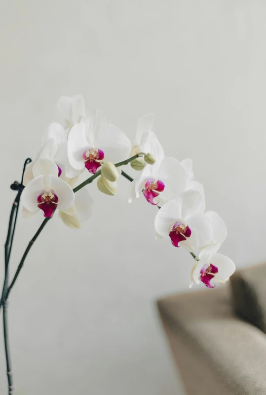 a nch of white and pink orchids in front of a chair