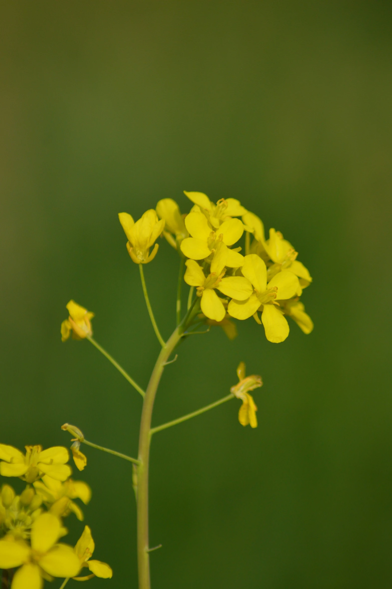 a very yellow flower is in the middle of a stalk