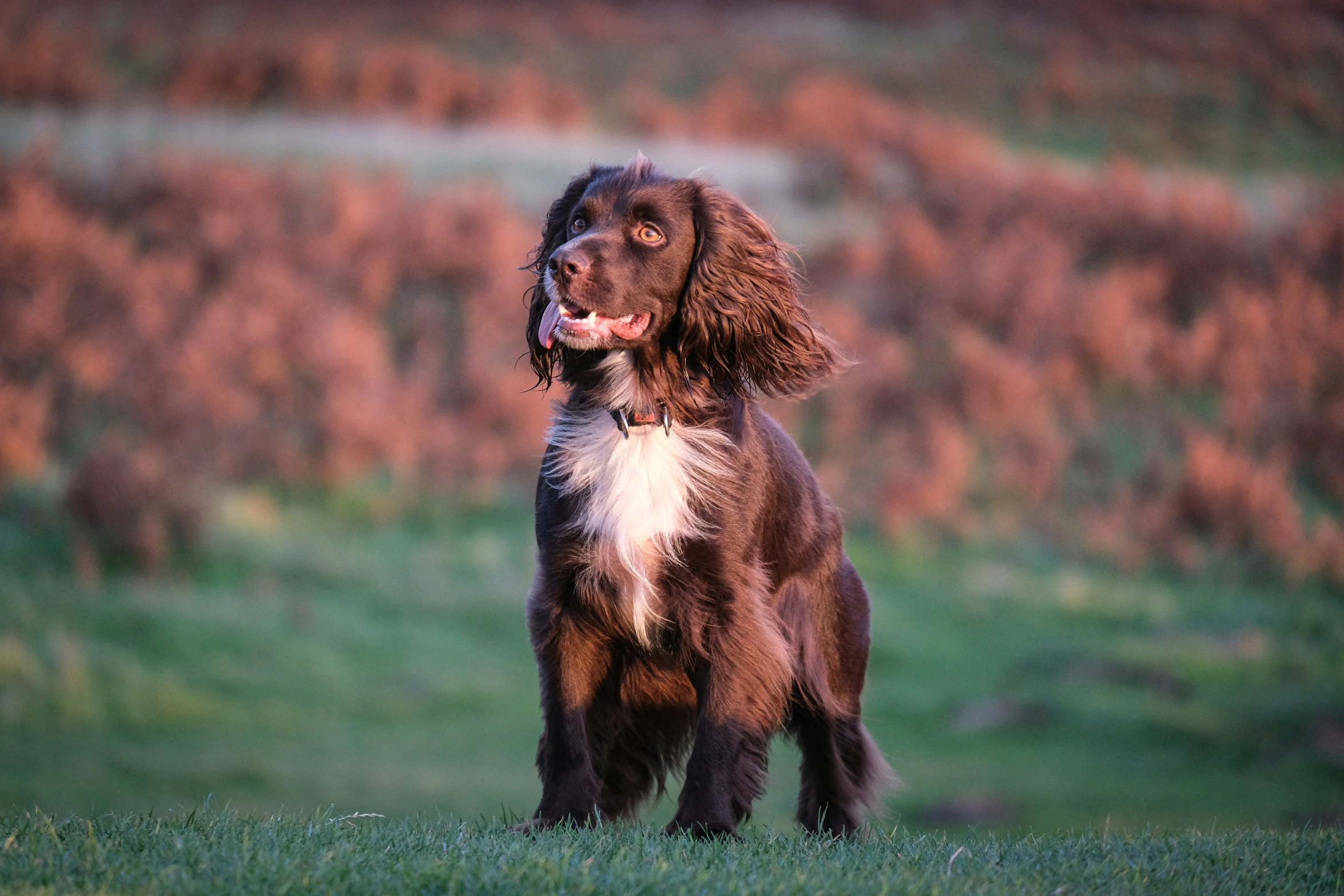 an adorable brown dog standing on top of a lush green field