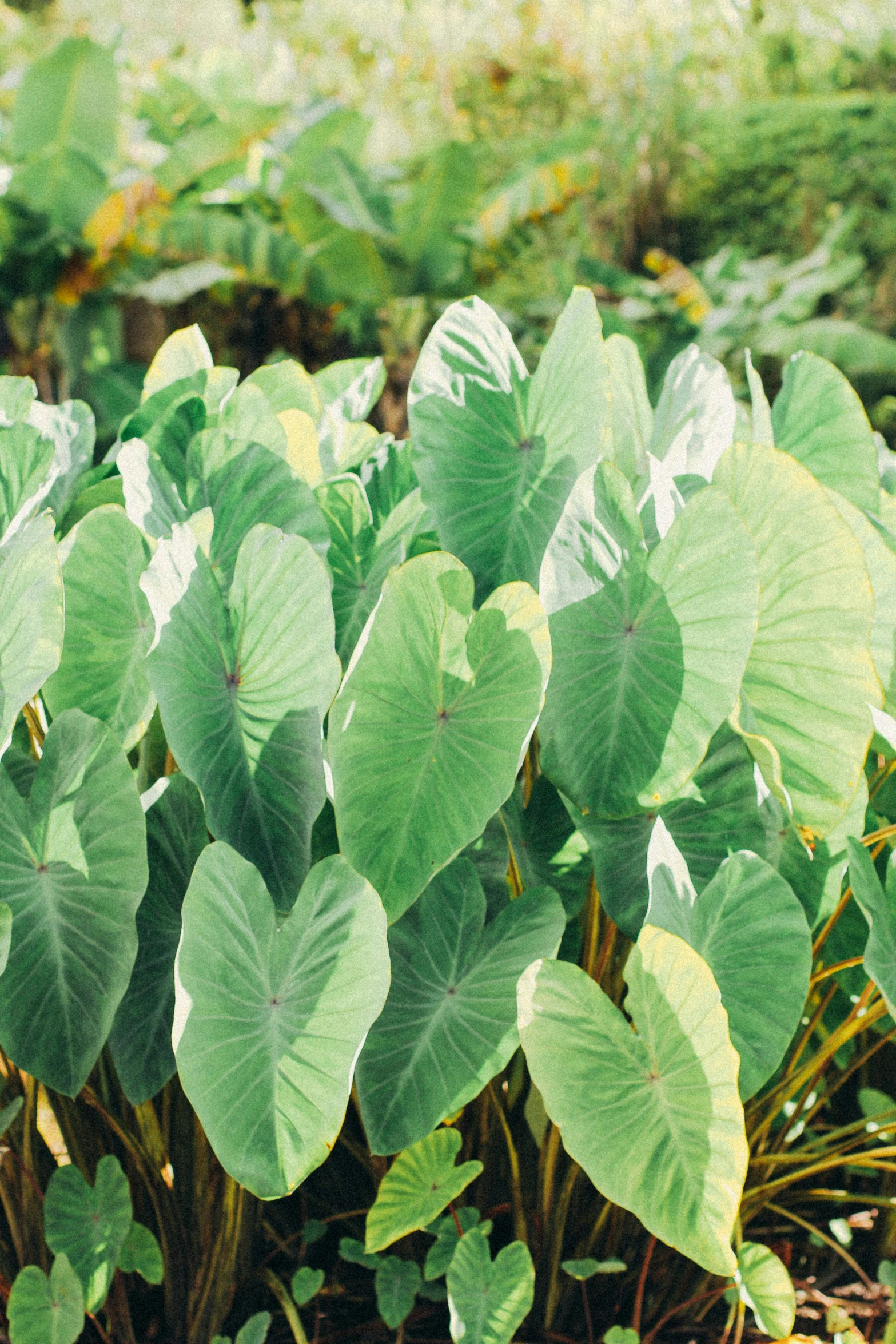 some plants with huge leaves near a grassy field