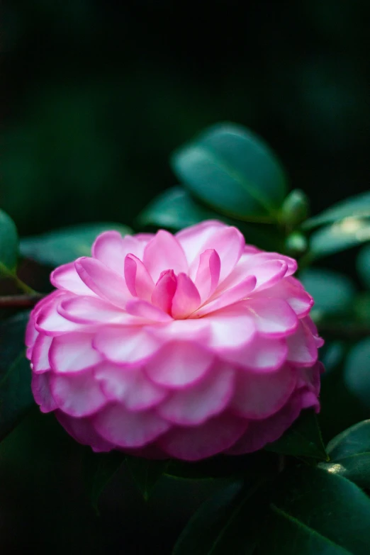 a close - up of a pink rose surrounded by greenery