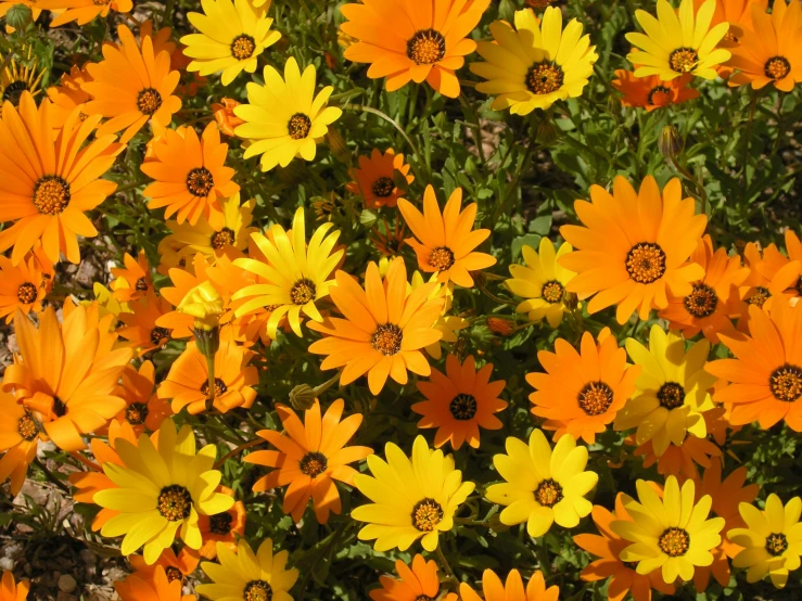 many yellow flowers grow on a green plant