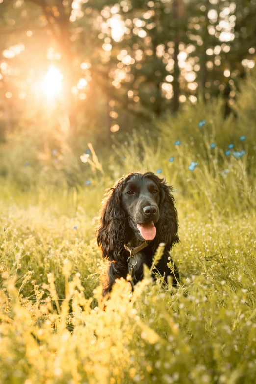 a black dog sitting in a field of grass