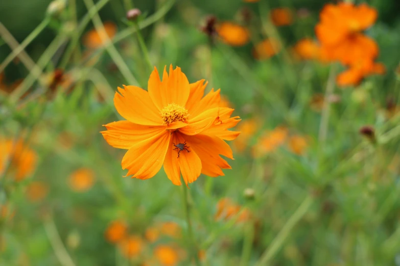 an orange flower surrounded by grass
