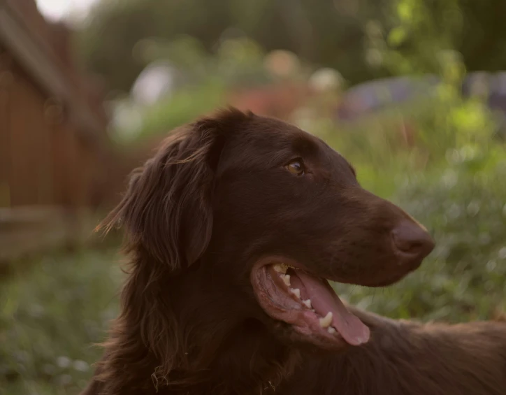 a dog is sitting in the grass looking ahead