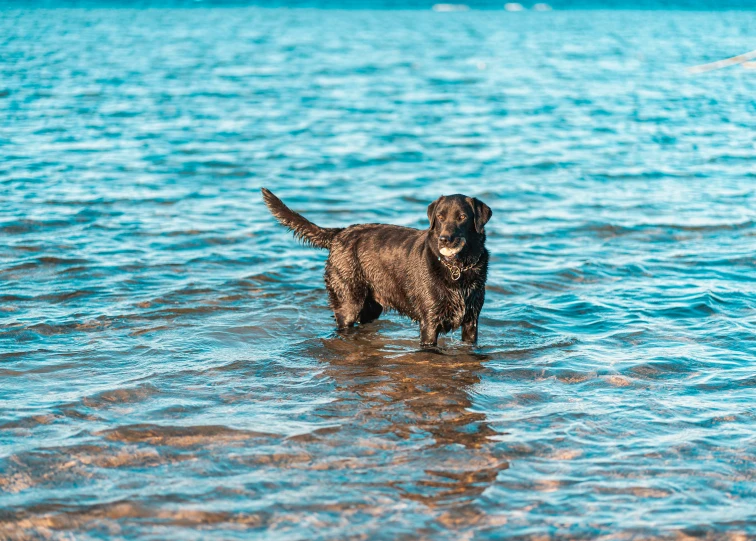 a black dog standing in the water near a shoreline