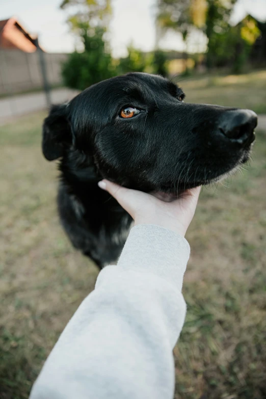 a black dog with orange eyes holds a persons hand
