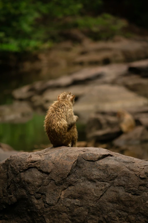 a small animal is standing on a rock