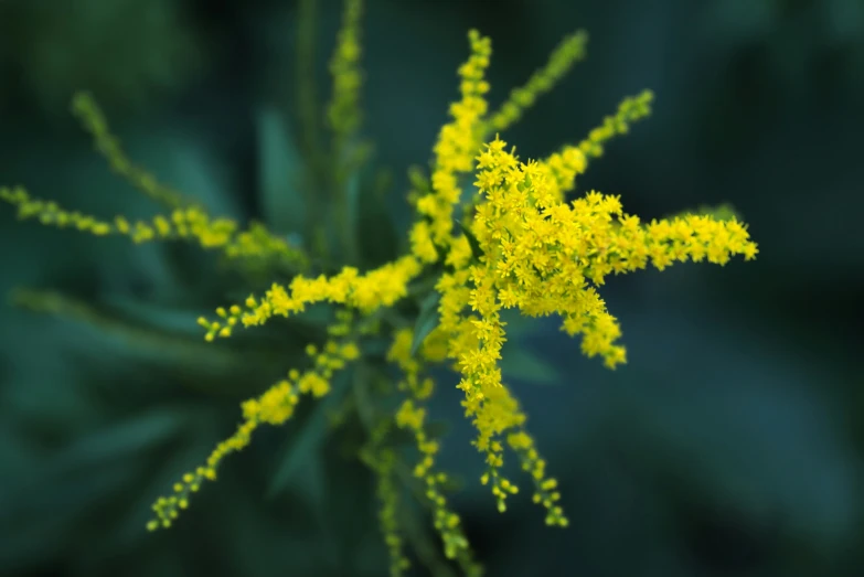 an overview s of a yellow flower with its green leaves