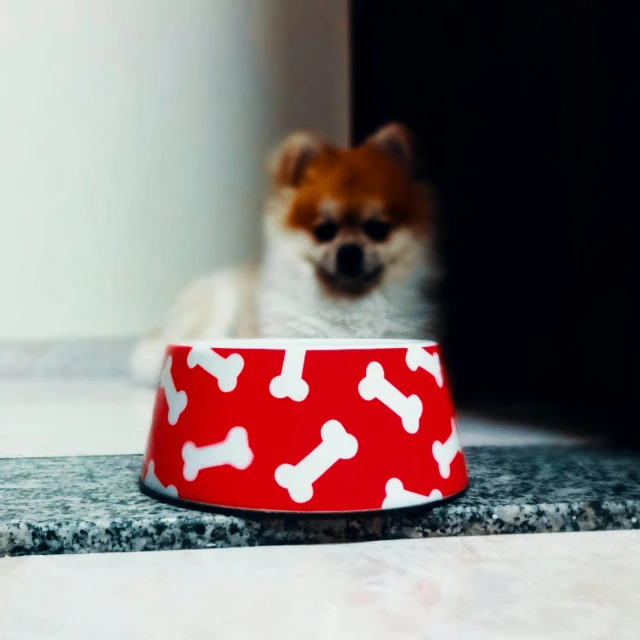 dog with paws on top of bowl sitting on floor