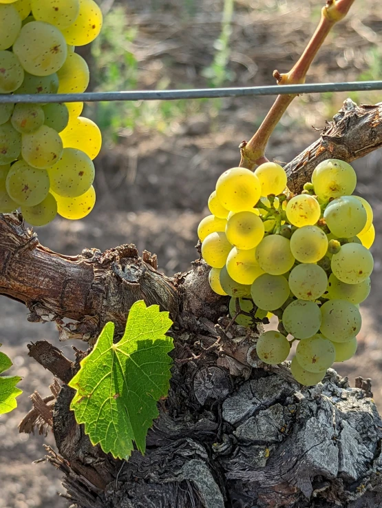 green gs growing on the vine of a vinevine