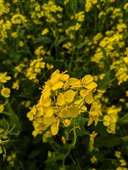 yellow flowers are pictured in the foreground of this po