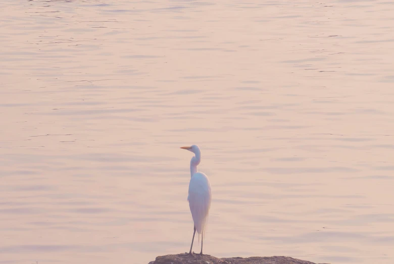 a bird stands on a rock as it stands in water