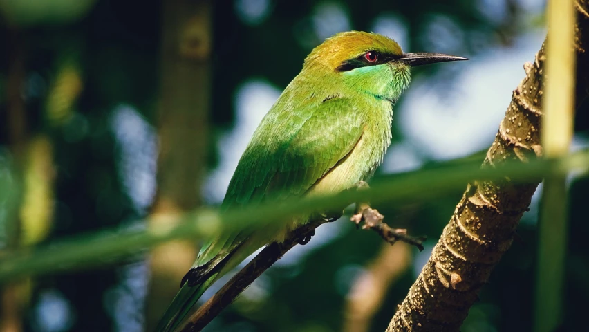 a small green bird perched on top of a nch