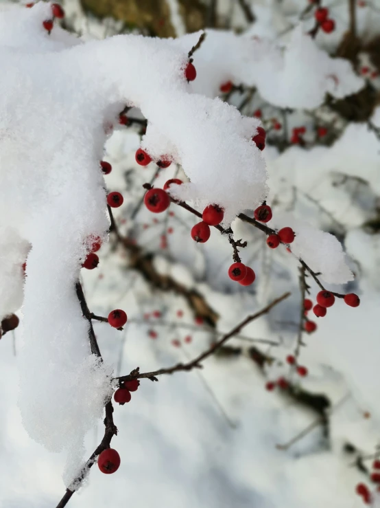 a nch with berries in the snow